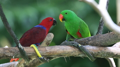 Birds Animals Parrots