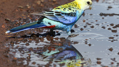 Birds Animals Parrots