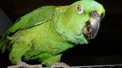 Birds Animals Parrots animal