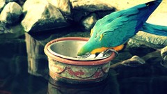 Birds Animals Parrots drinking