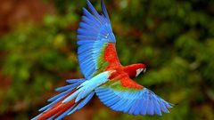 Birds Animals Parrots Scarlet
