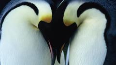 Birds Animals Penguins