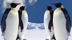 Birds Animals Penguins