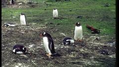 Birds Animals Penguins animal