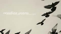 Birds Animals Pigeons