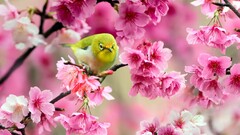 Birds Animals pink flowers blossoms Flowers colorful pink