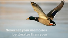 Birds Animals Quotes Ducks