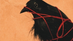 Birds Animals Ravens