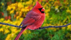 Birds Animals red pink