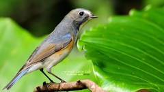 Birds Animals robins