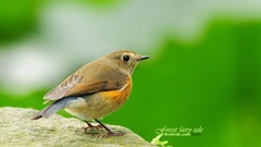 Birds Animals robins