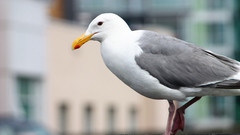 Birds Animals seagulls