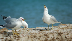 Birds Animals seagulls