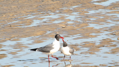 Birds Animals seagulls bird