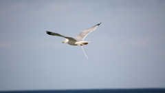 Birds Animals shit seagulls