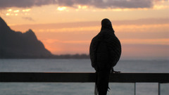 Birds Animals silhouettes skyscapes