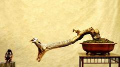 Birds Animals snakes