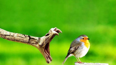 Birds Animals snakes Reptiles