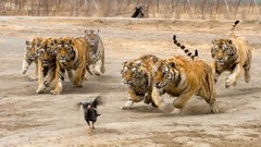 Birds Animals Tigers Chickens