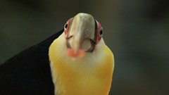 Birds Animals toucans