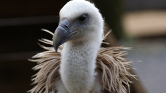 Birds Animals vultures