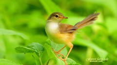 Birds Animals Warblers