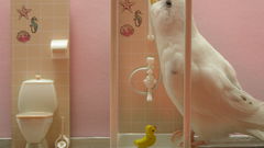 Birds Animals white bird