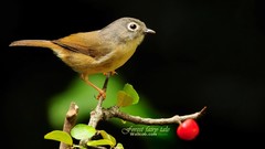 Birds Animals wildlife