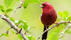 Birds Animals wildlife