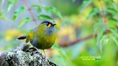 Birds Animals wildlife