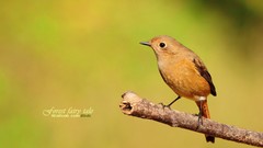 Birds Animals wildlife