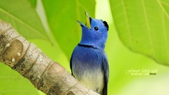 Birds Animals wildlife Blue