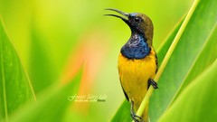 Birds Animals wildlife iridescence