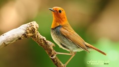 Birds Animals wildlife Japanese