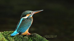 Birds Animals wildlife kingfisher