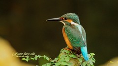 Birds Animals wildlife kingfisher