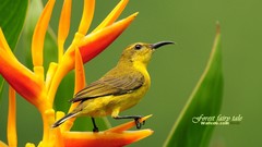 Birds Animals wildlife sunbirds