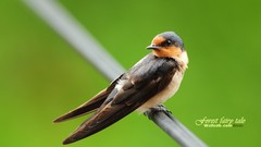 Birds Animals wildlife swallow