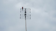 Birds antenna skies