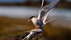 Birds Arctic tern
