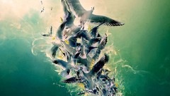 Birds artwork