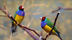 Birds Australia Finches