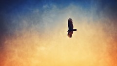 Birds aviation flying Eagles skies