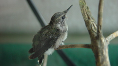 Birds baby Animals hummingbird