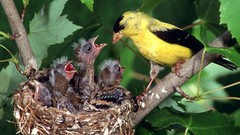Birds baby birds goldfinch