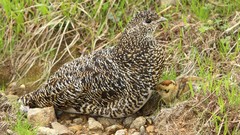Birds baby birds partridges