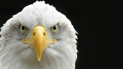 Birds bald eagles