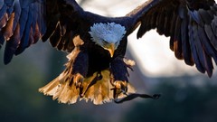 Birds bald eagles