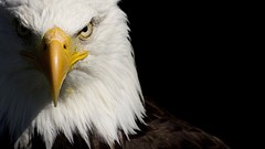 Birds bald eagles