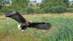 Birds bald eagles raptors